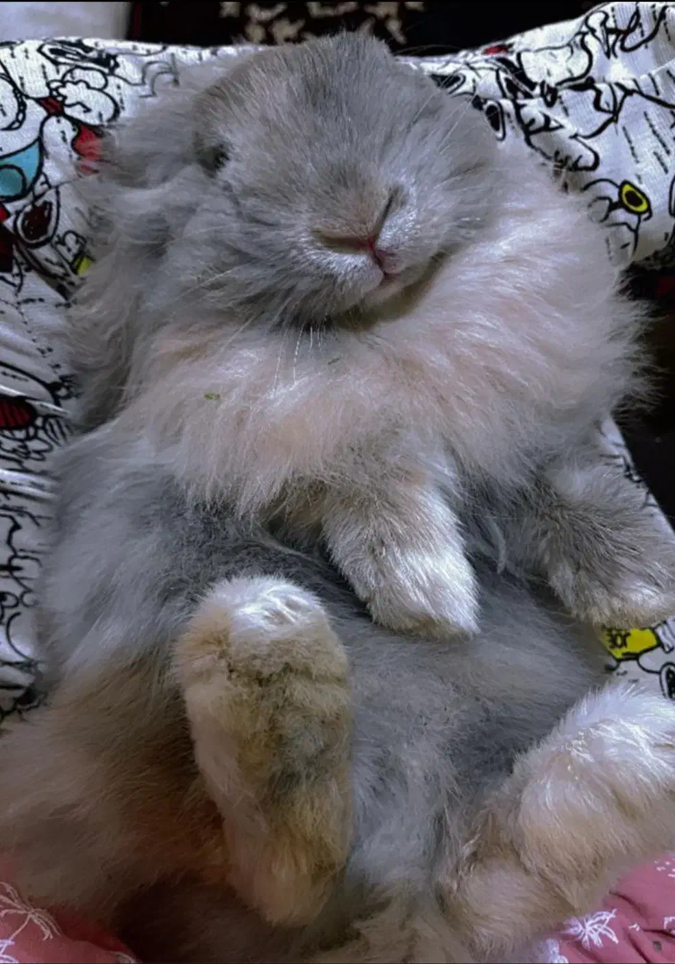 خرگوش لوپ|موش و خرگوش|دوگنبدان, |دیوار