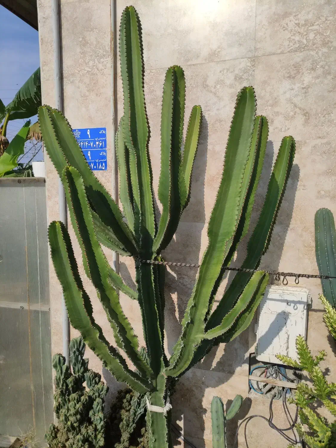 دوعددکاکتوس بزرگ|گل و گیاه طبیعی|چمستان, |دیوار