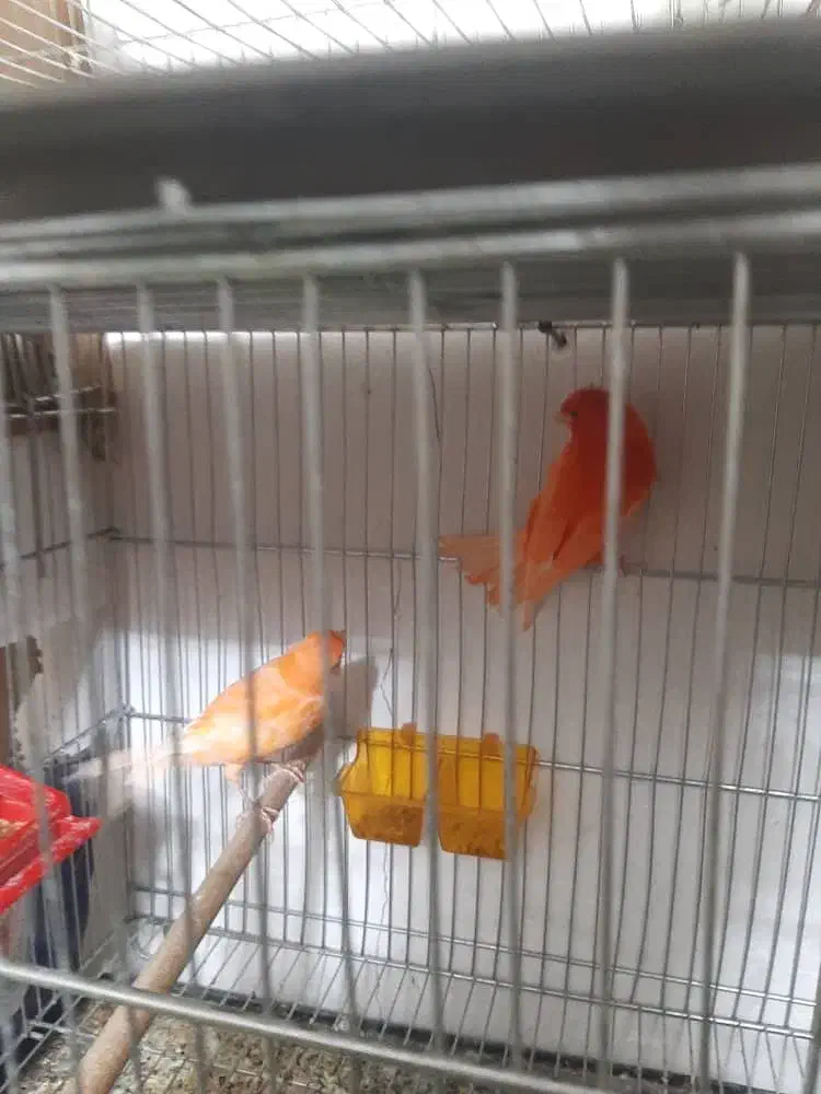 مولد و پرستار|پرنده|پاکدشت, پاکدشت (مامازند)|دیوار