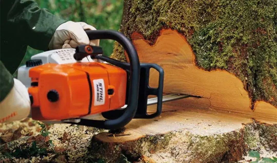 انواع درختان هرس و قطع انجام میدم|خدمات باغبانی و درختکاری|قشم, |دیوار