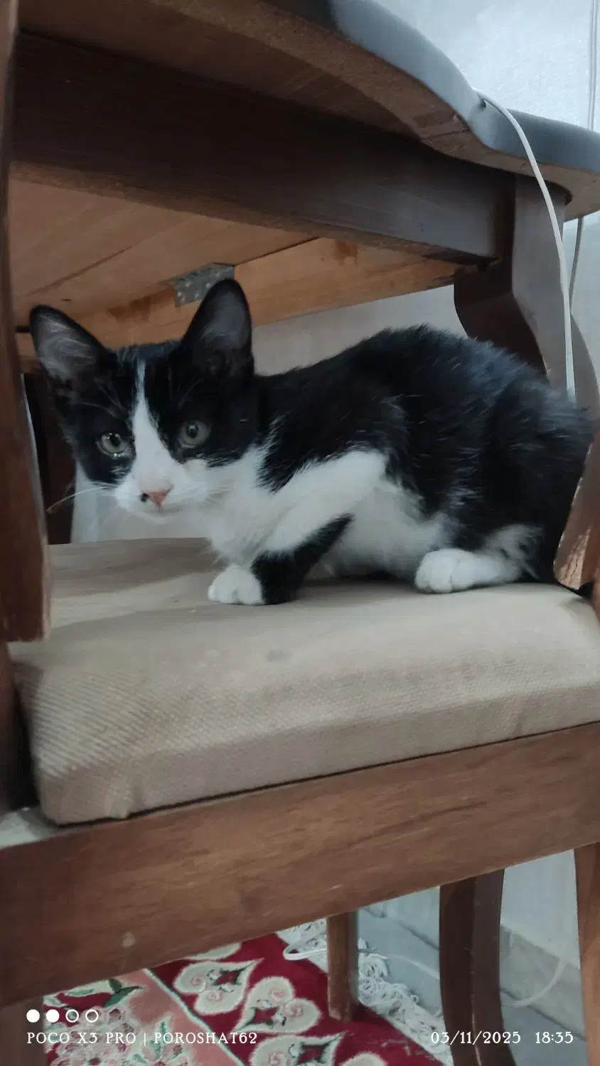 واگذاری|گربه|سبزوار, هویزه|دیوار