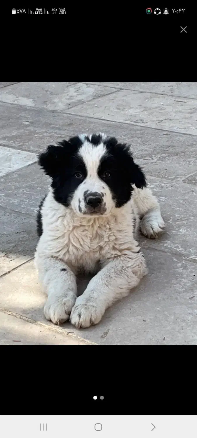 قدرجونی|سگ|اهواز, آریاشهر|دیوار