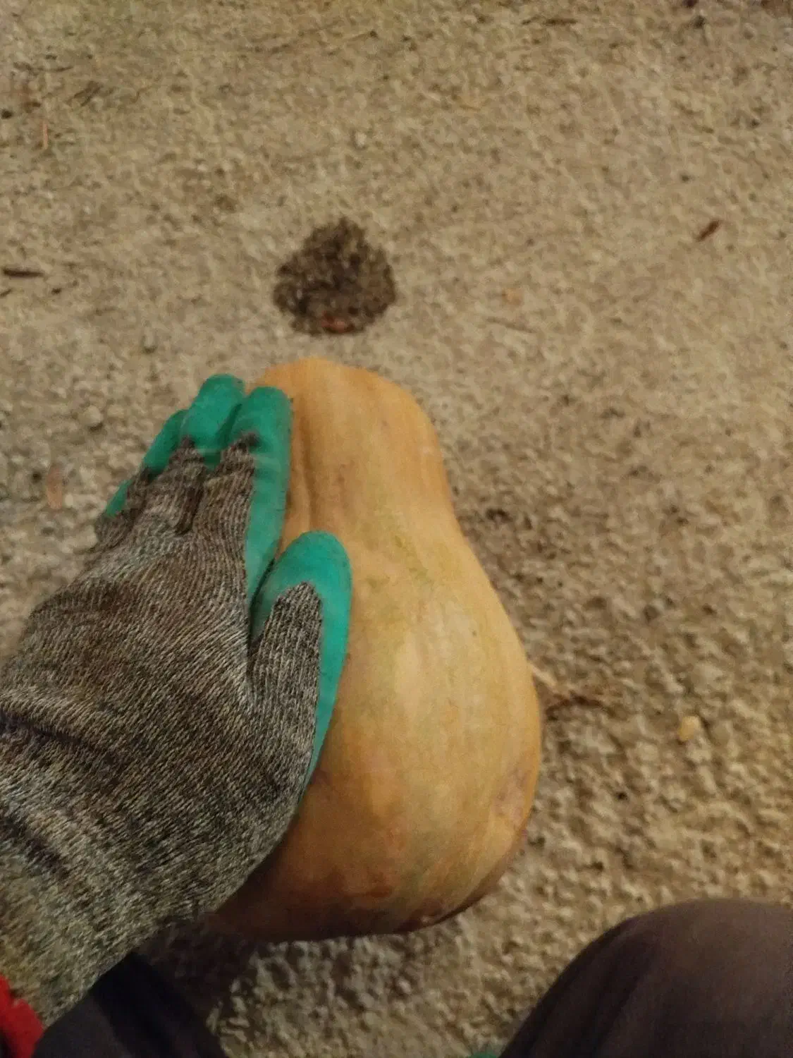 کدو|خوردنی و آشامیدنی|تهران, صفا|دیوار