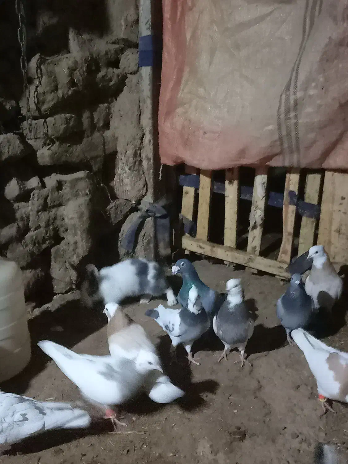 فروش کبوتر طوق|پرنده|مریوان, |دیوار