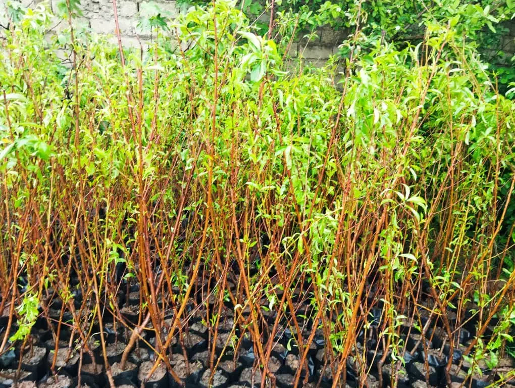 نهال|گل و گیاه طبیعی|تهران, آبشار|دیوار