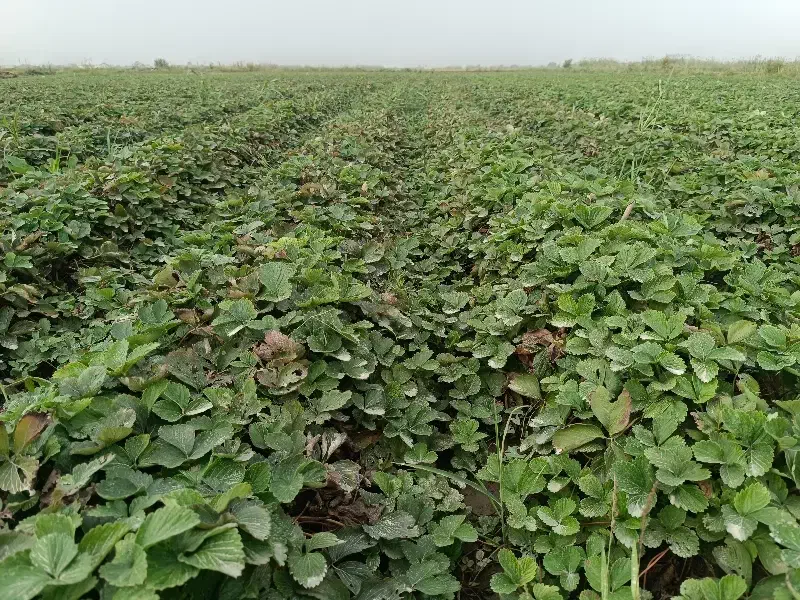 فروش نهال توت فرنگی|خدمات باغبانی و درختکاری|خان ببین, |دیوار