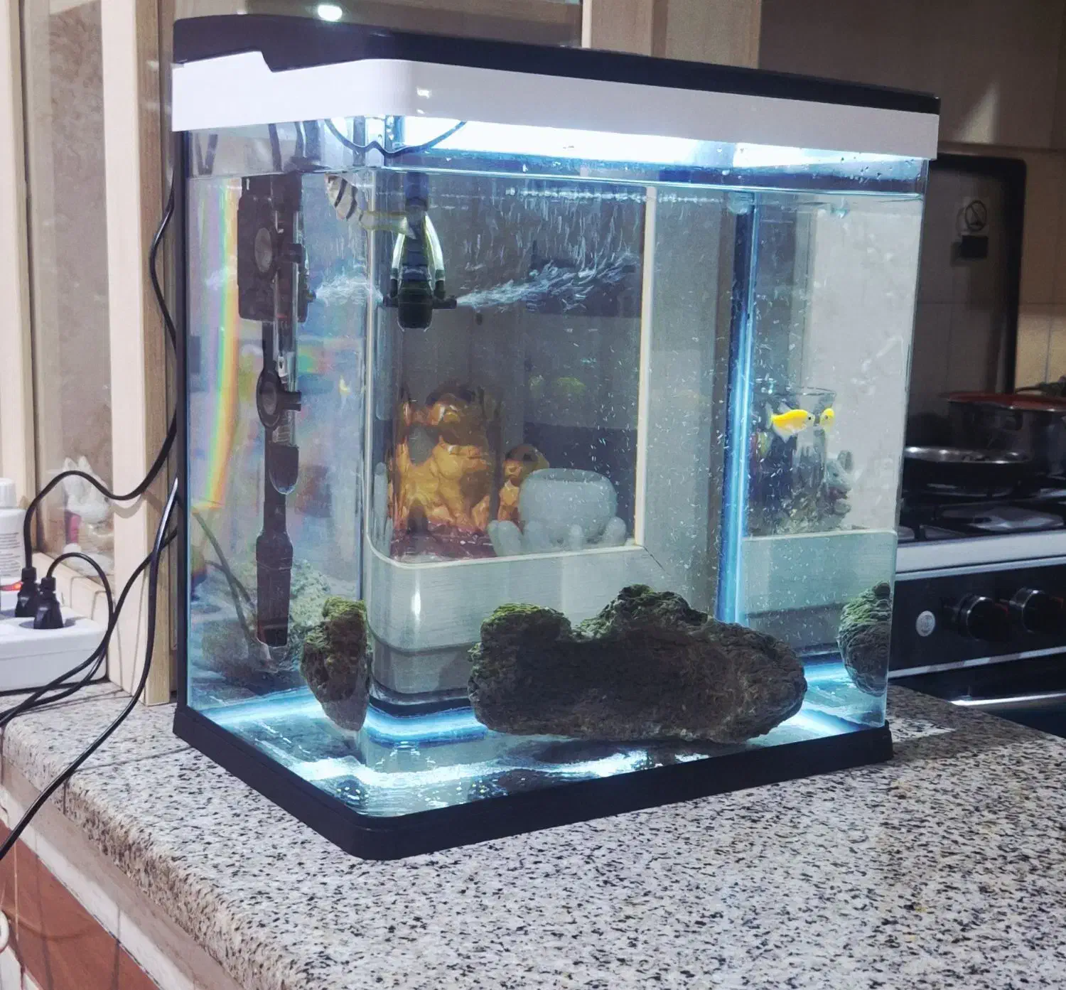 آکواریوم دلسا K390|ماهی|شیراز, دست خضر|دیوار