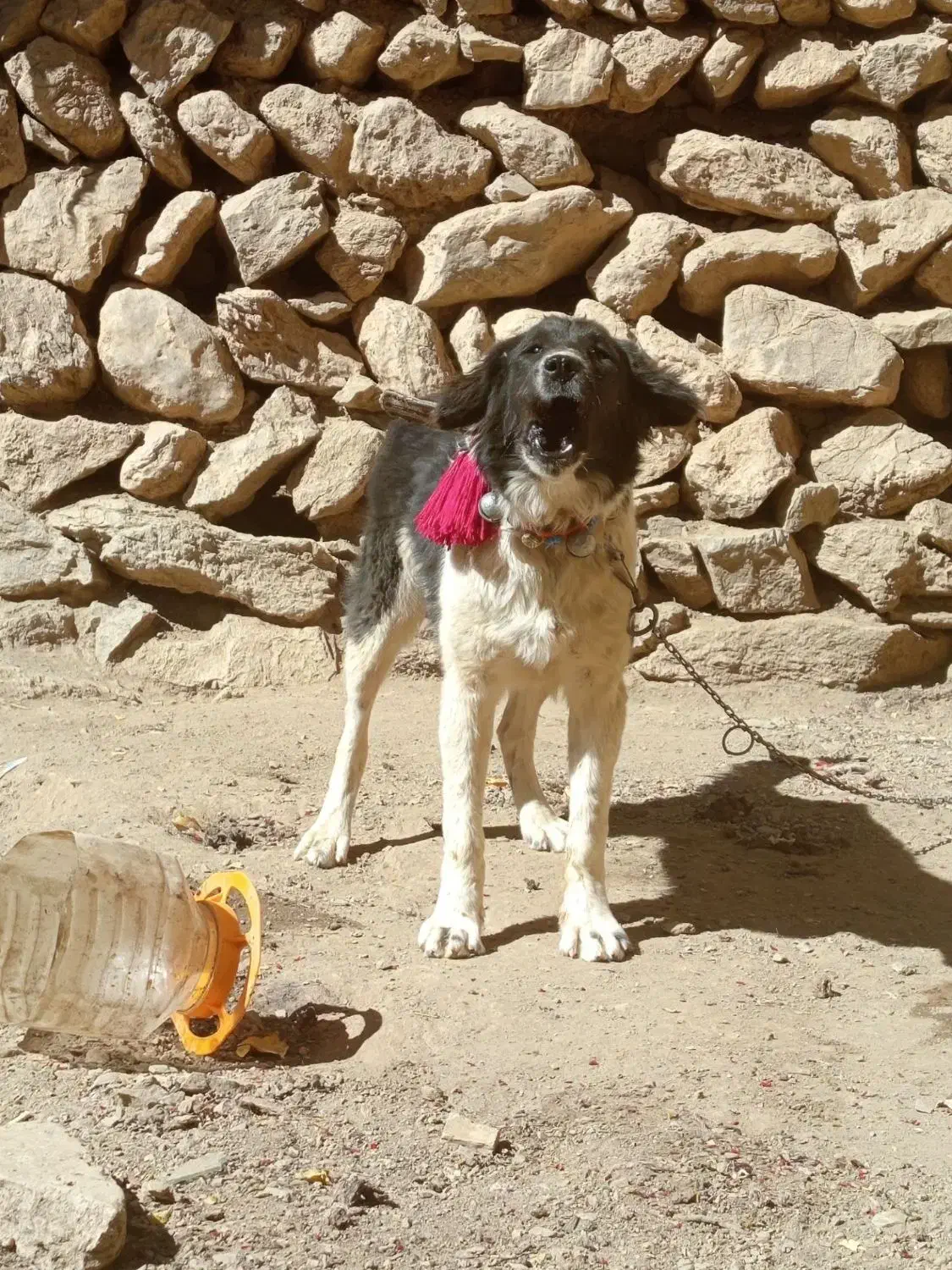 واگزاری توله قدرجونی|سگ|فریدونشهر, |دیوار