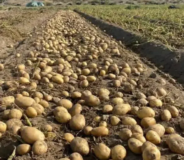 سیب بذری و خوراکی|خدمات باغبانی و درختکاری|بیرانوند, |دیوار