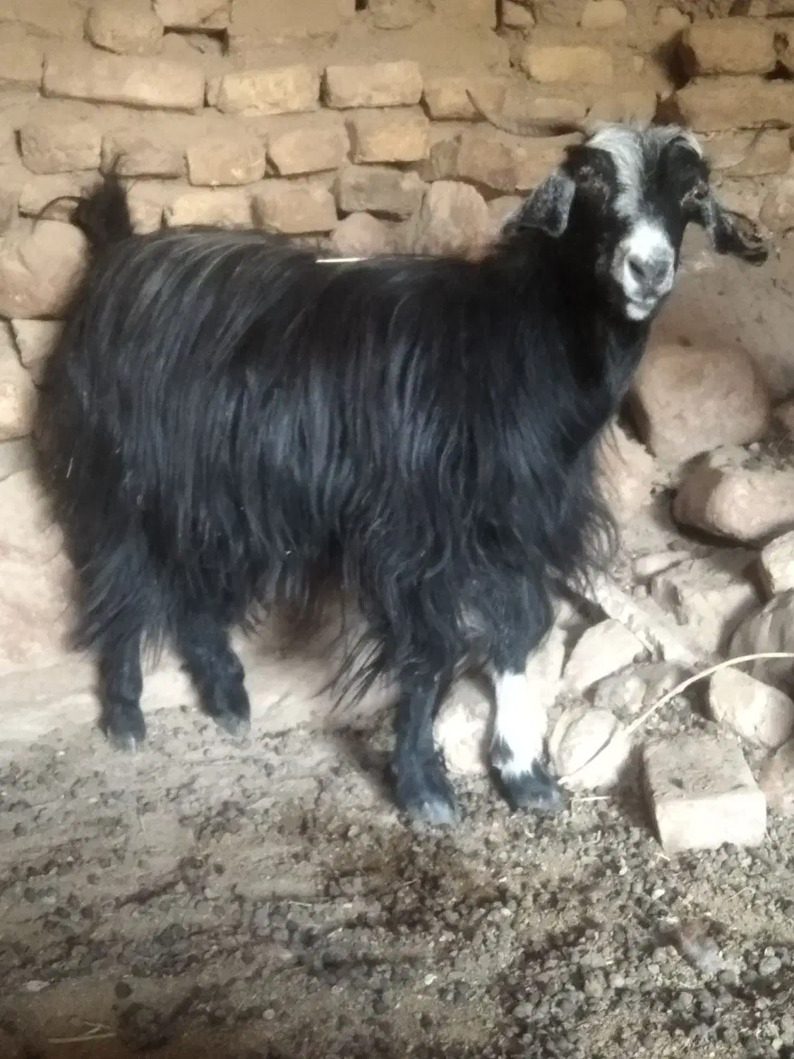 بز ماده|حیوانات مزرعه|نیمبلوک, |دیوار