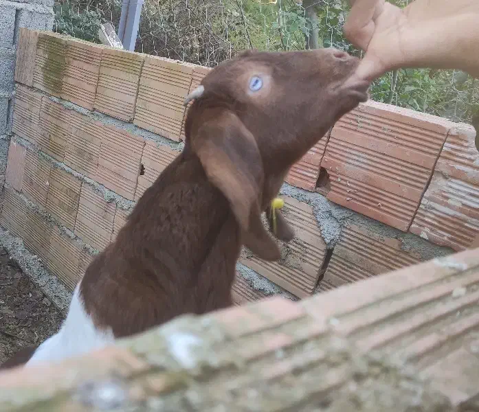 بز شیری مولد ابستن|حیوانات مزرعه|بهشهر, |دیوار