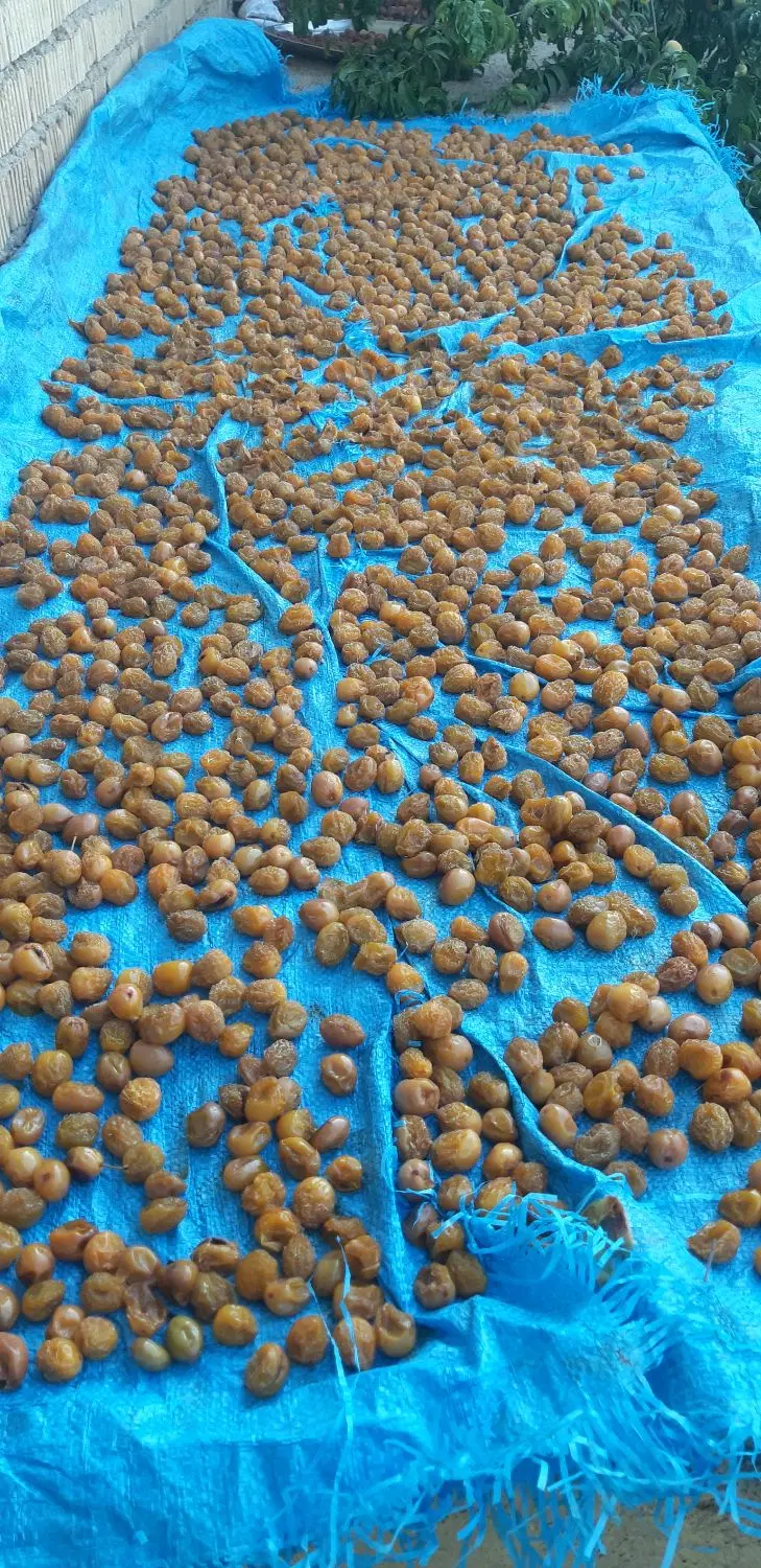آلو بخارا|خوردنی و آشامیدنی|شیراز, کاراندیش|دیوار