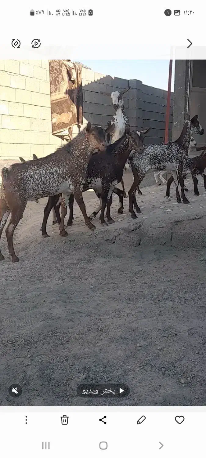 نری نقشی یکسال ونیم|حیوانات مزرعه|بندرعباس, |دیوار