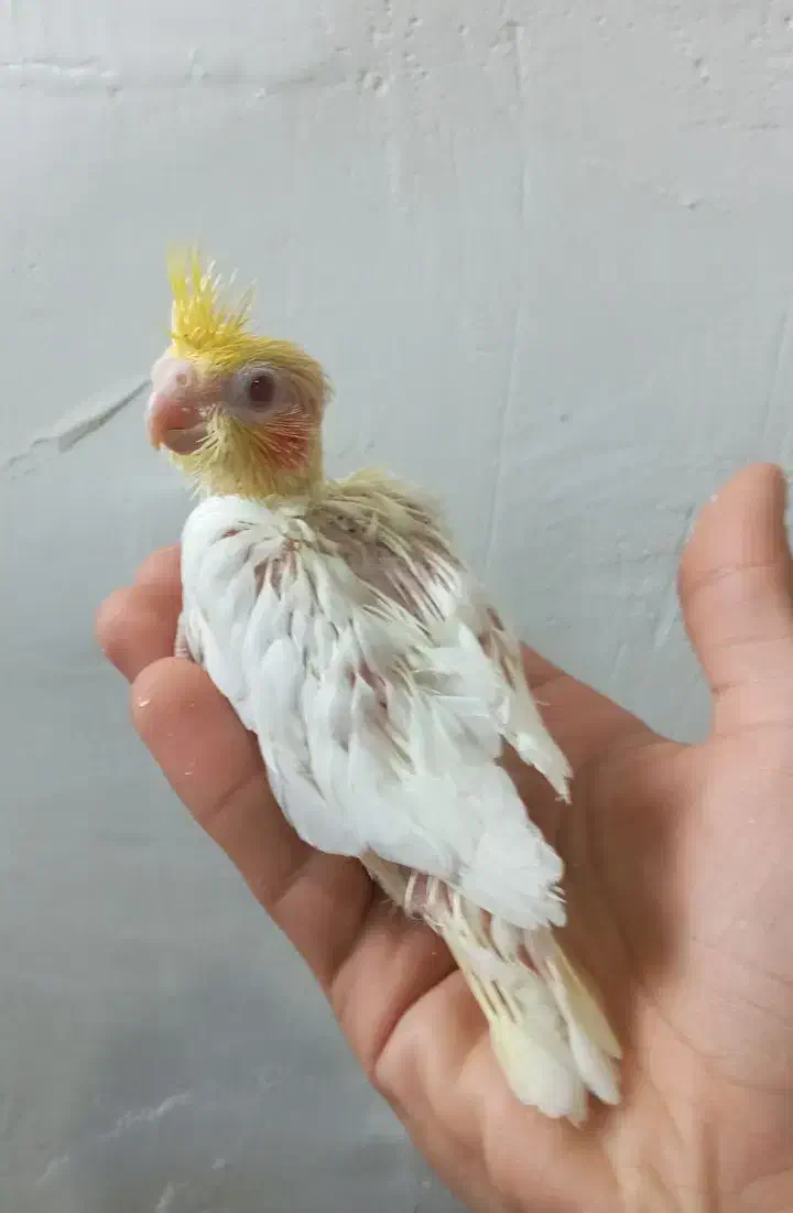 عروس هلندی|پرنده|بجنورد, |دیوار