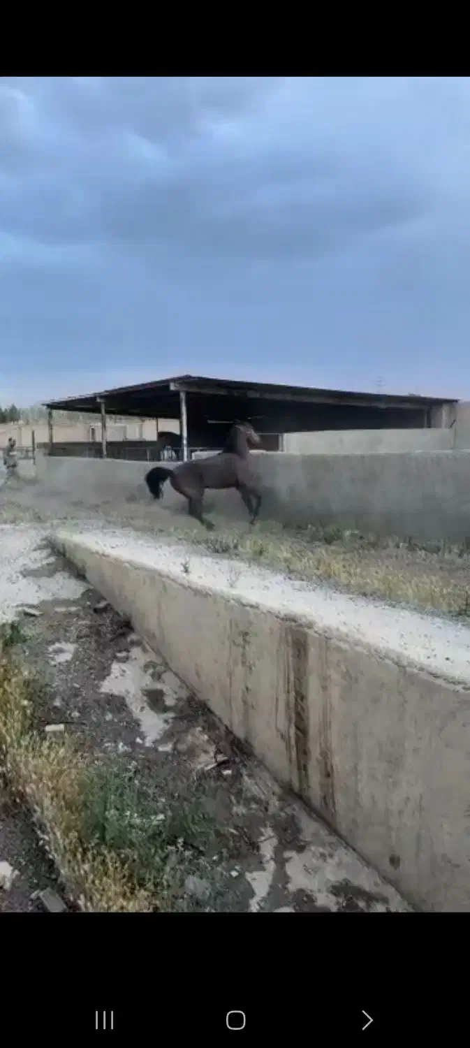 نریون سه ساله دوسر|اسب و تجهیزات اسب‌سواری|چگنی, |دیوار