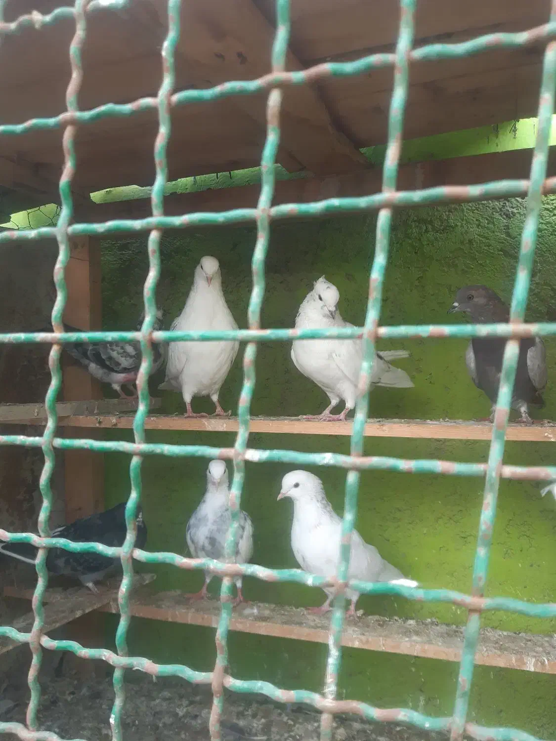 جوجه کفتر گرو|پرنده|ماهدشت, |دیوار