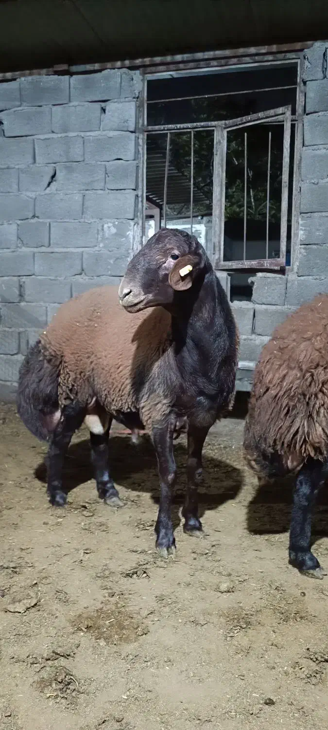 بره قوچ همو و هترو ،قوچ همو|حیوانات مزرعه|شهریار, کردزار|دیوار