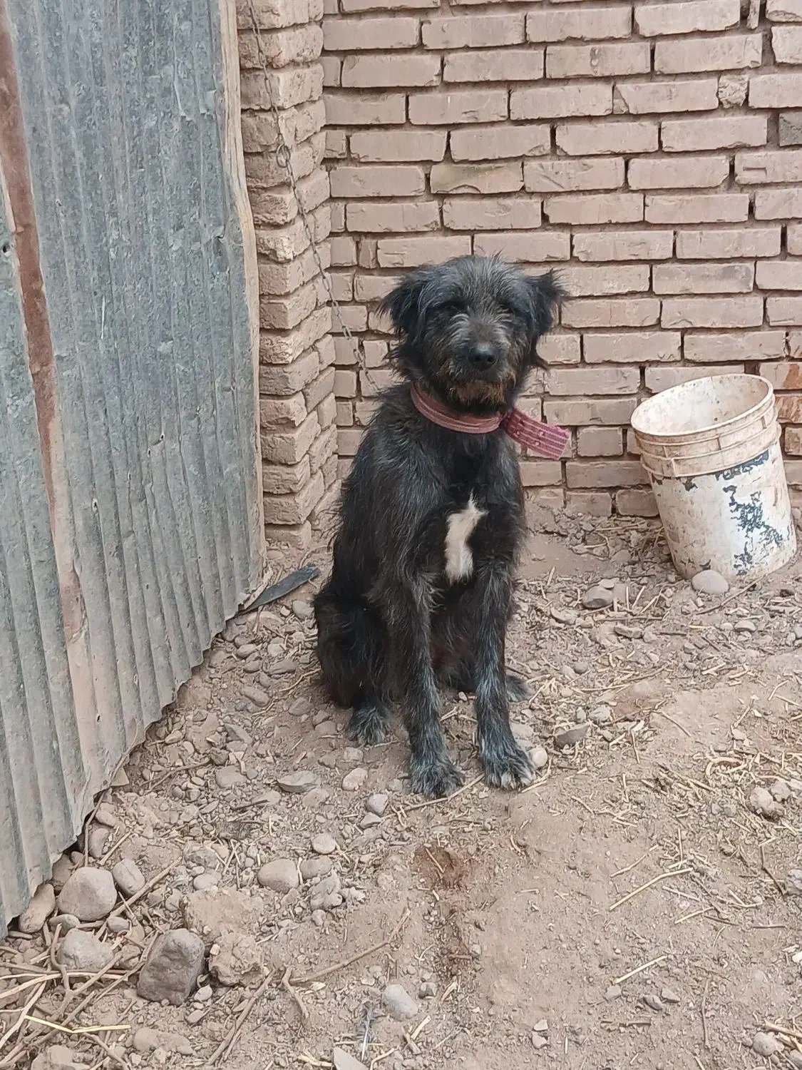 قدرجانی|سگ|قزوین, |دیوار