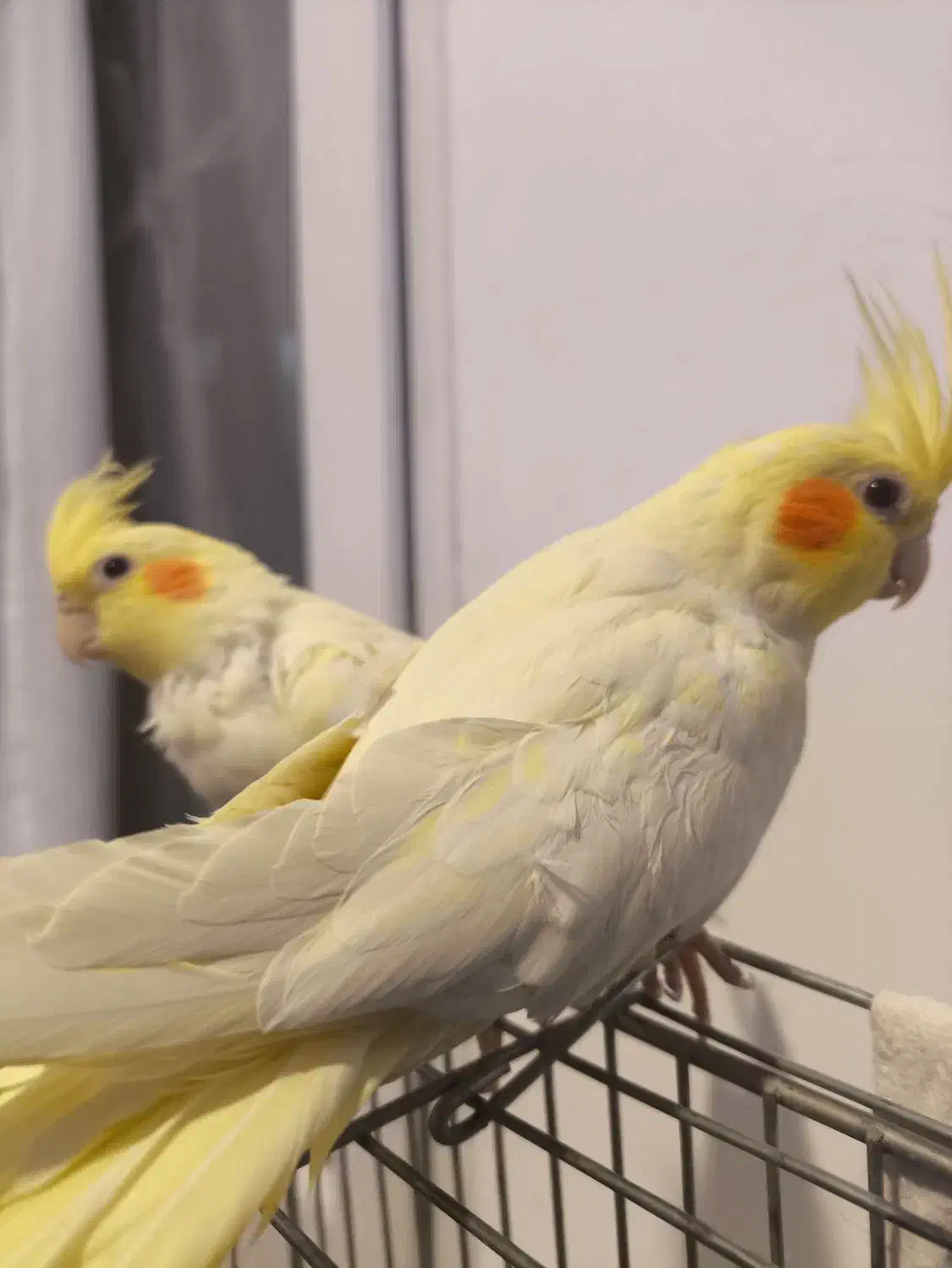 دوتا عروس هلندی ماده|پرنده|محلات, |دیوار