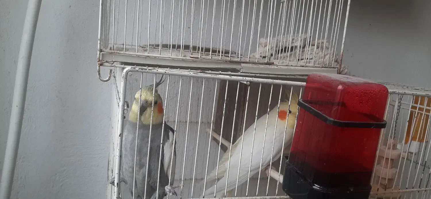 عروس هلندی مولد|پرنده|گلبهار, شهر جدید گلبهار|دیوار