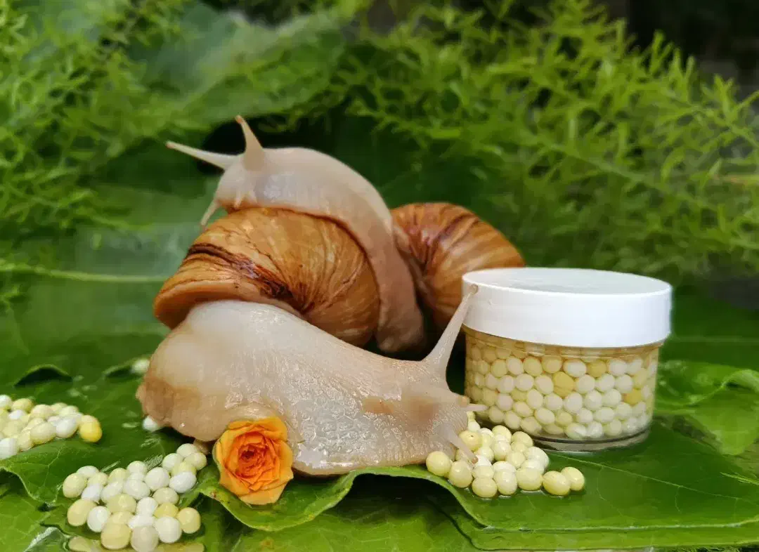 خاوریا و حلزون اچاتینا|آرایشی، بهداشتی، درمانی|شهرکرد, |دیوار