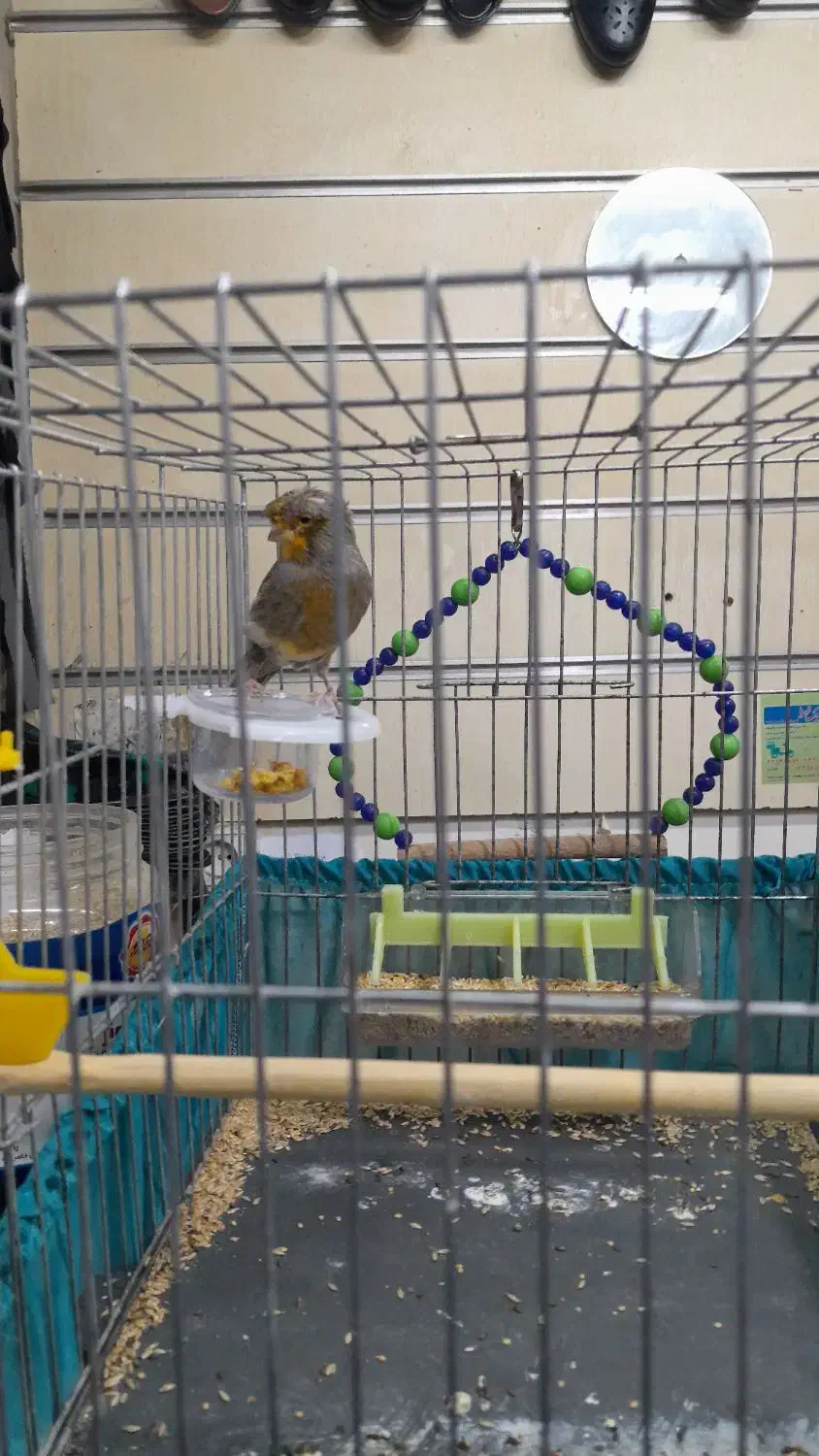 قناری|پرنده|تهران, بهارستان|دیوار