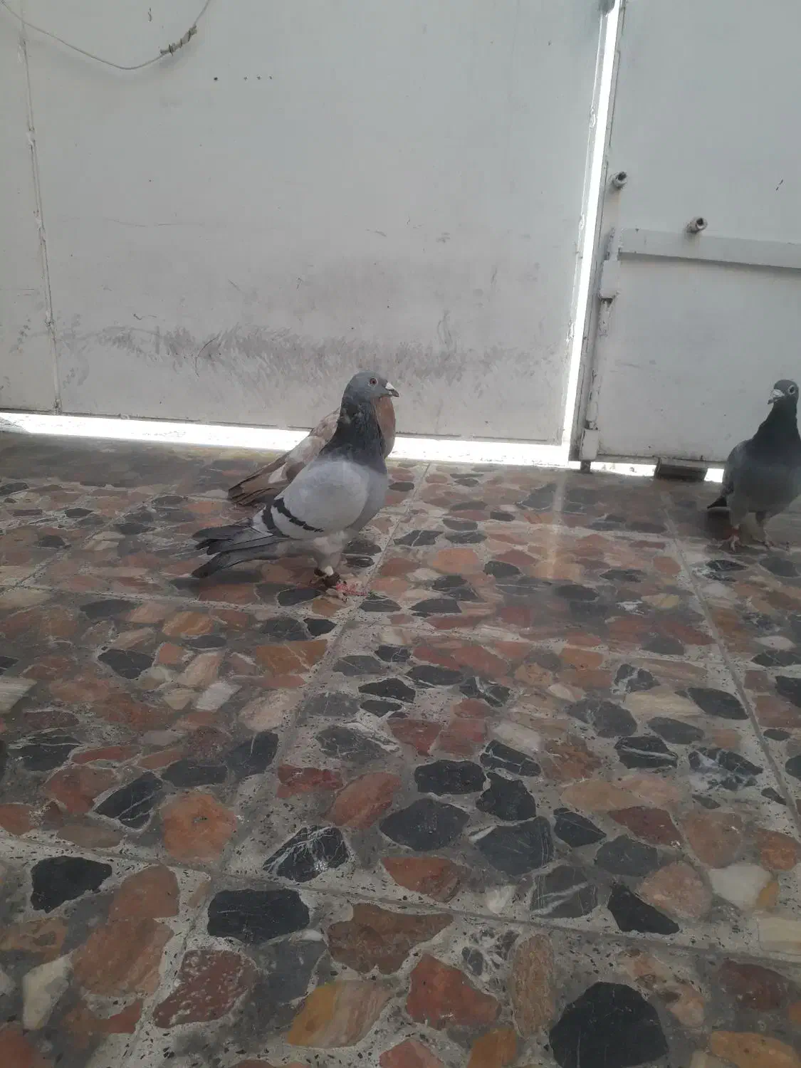 چهار کبوتر سه عدد پلاکی ویک شهری|پرنده|شیراز, دلجو|دیوار