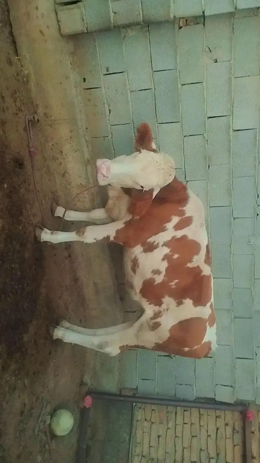 گوساله ماده|حیوانات مزرعه|سیمین شهر, |دیوار