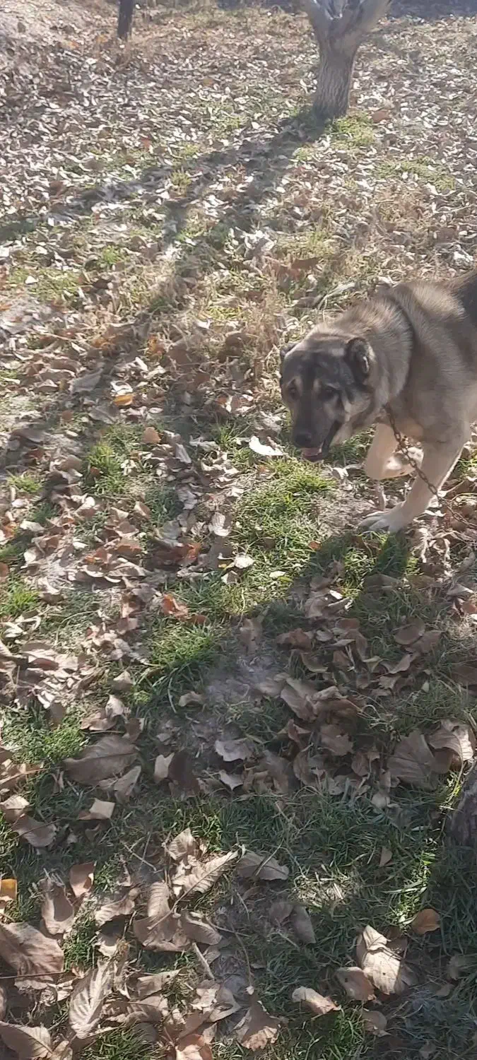 سگ گله ۲۷ ماهه جوان ۷ فی|سگ|اسکو, |دیوار