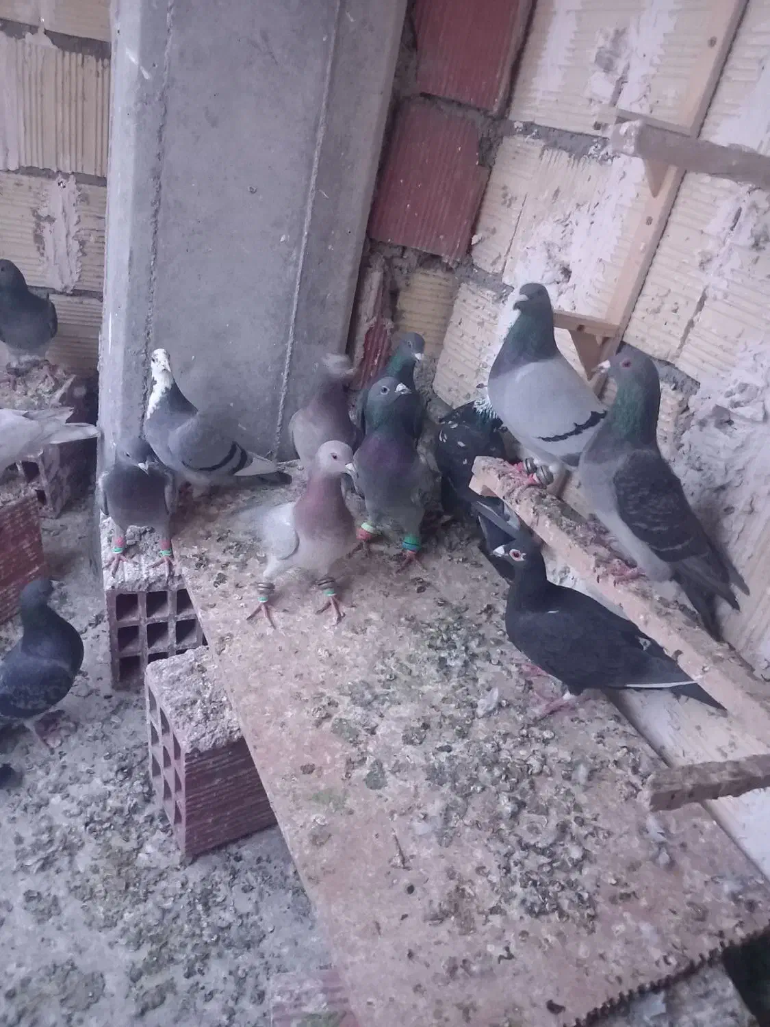 ی دسته آلمانی 19تای یزید|پرنده|بجنورد, |دیوار