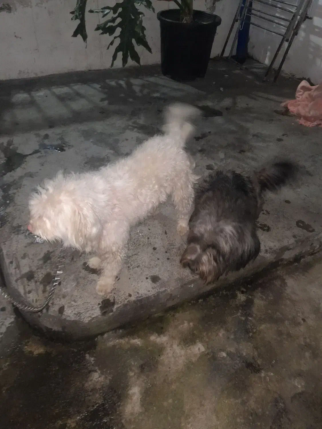 سگ ترییر اصل|سگ|آمل, |دیوار