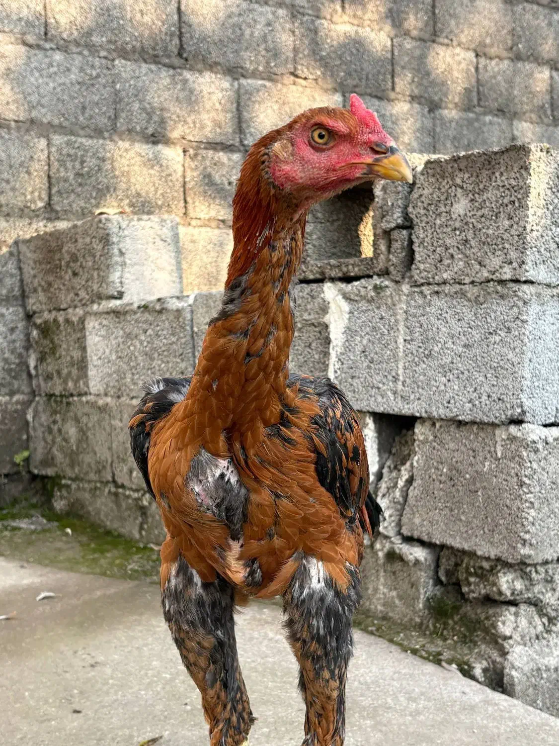 جوجه خروس لاری دانگ بالا|حیوانات مزرعه|رشت, بیجارپس|دیوار