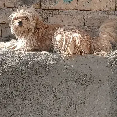 یه عدد پاپی ماده|سگ|پیر بکران, |دیوار