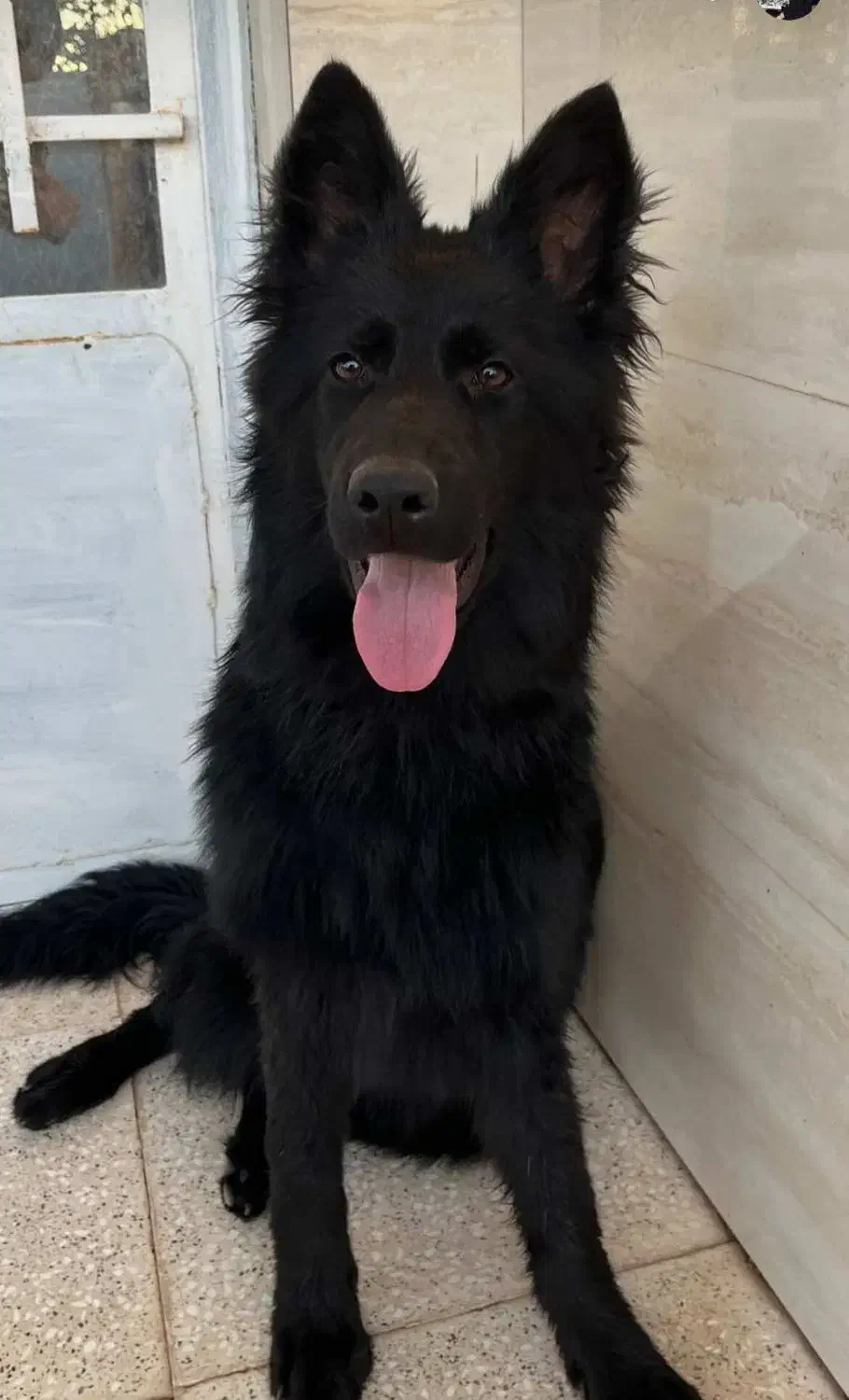 سگ ژرمن شپرد بلک|سگ|مشهد, ایمان|دیوار