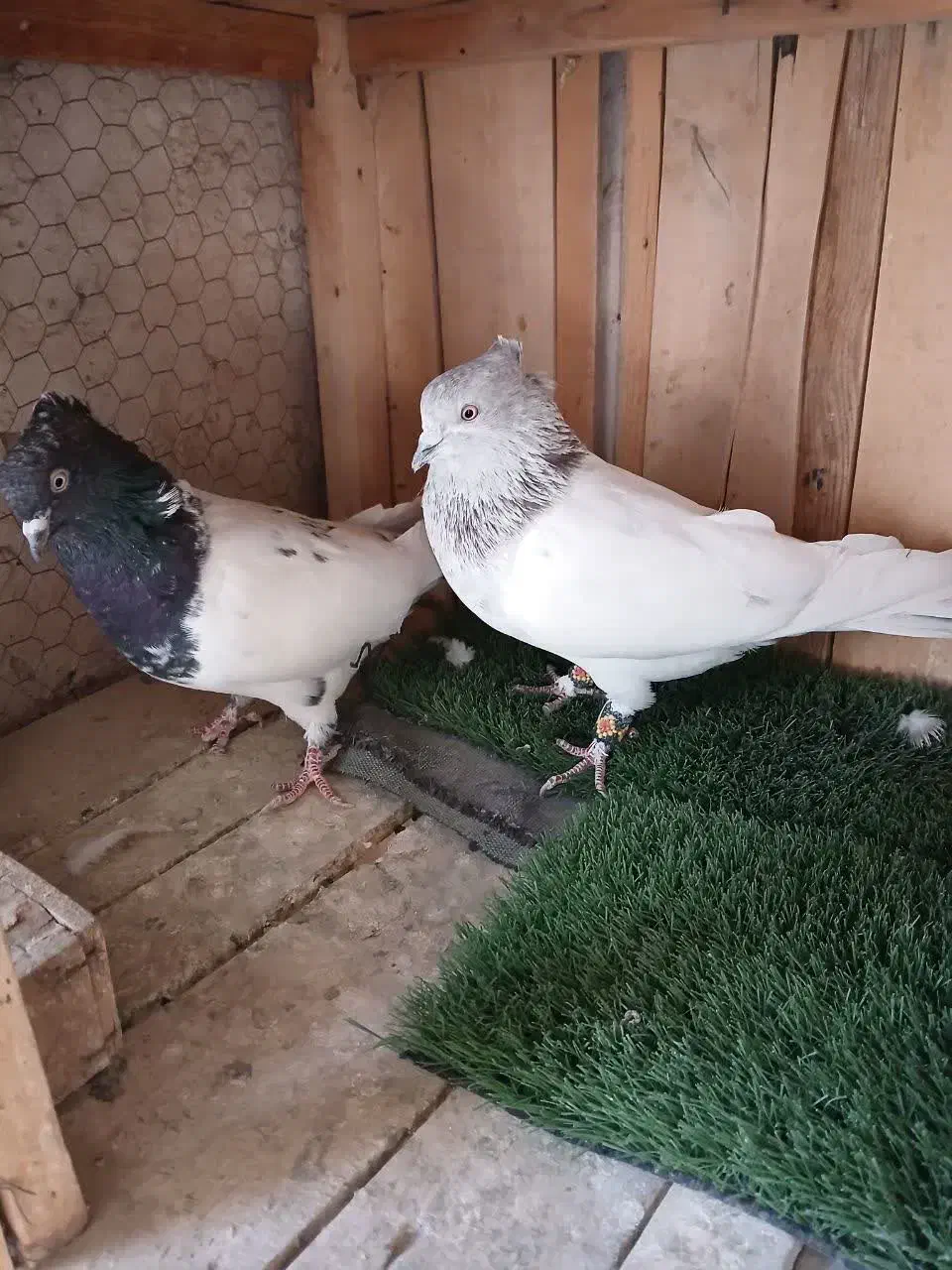 کبوتر کله ای و سرور،هم زمینی هم هوایی|پرنده|تهران, فلسطین (میدان انقلاب)|دیوار