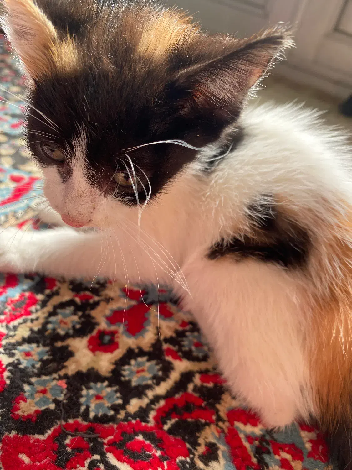 بچه گربه|گربه|رودسر, |دیوار