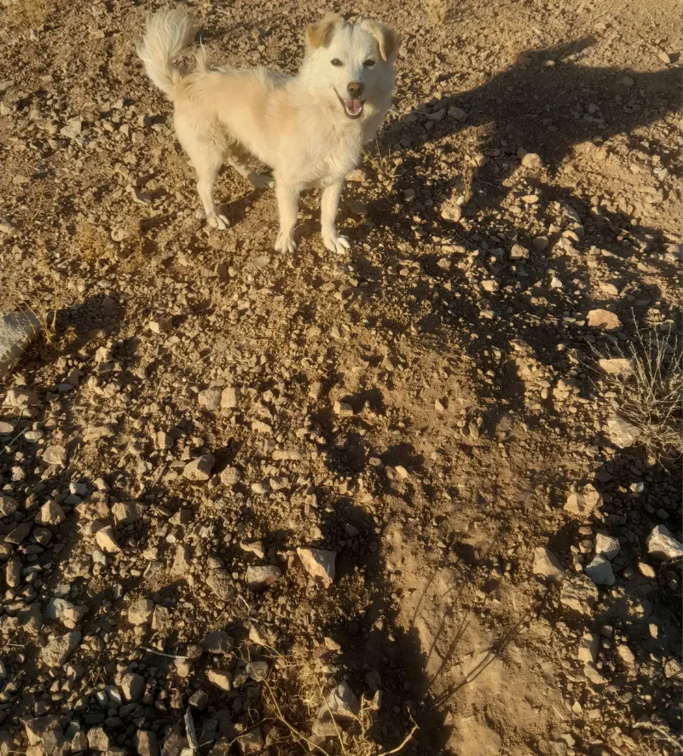 سک پاکوتاه|سگ|بردسکن, |دیوار