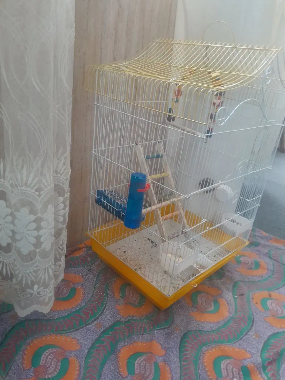 قفس عروس هلندی|لوازم جانبی حیوانات|رباط‌کریم, نصیرشهر|دیوار