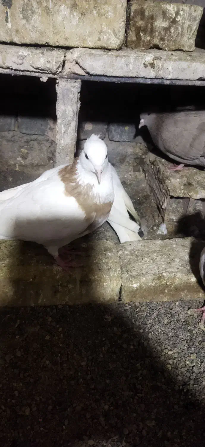 ۹ عدد کفتر|پرنده|سبزوار, مدرس|دیوار