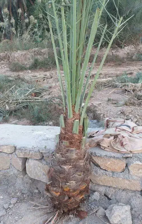 سلام پاجوش شادگان|گل و گیاه طبیعی|شادگان, |دیوار