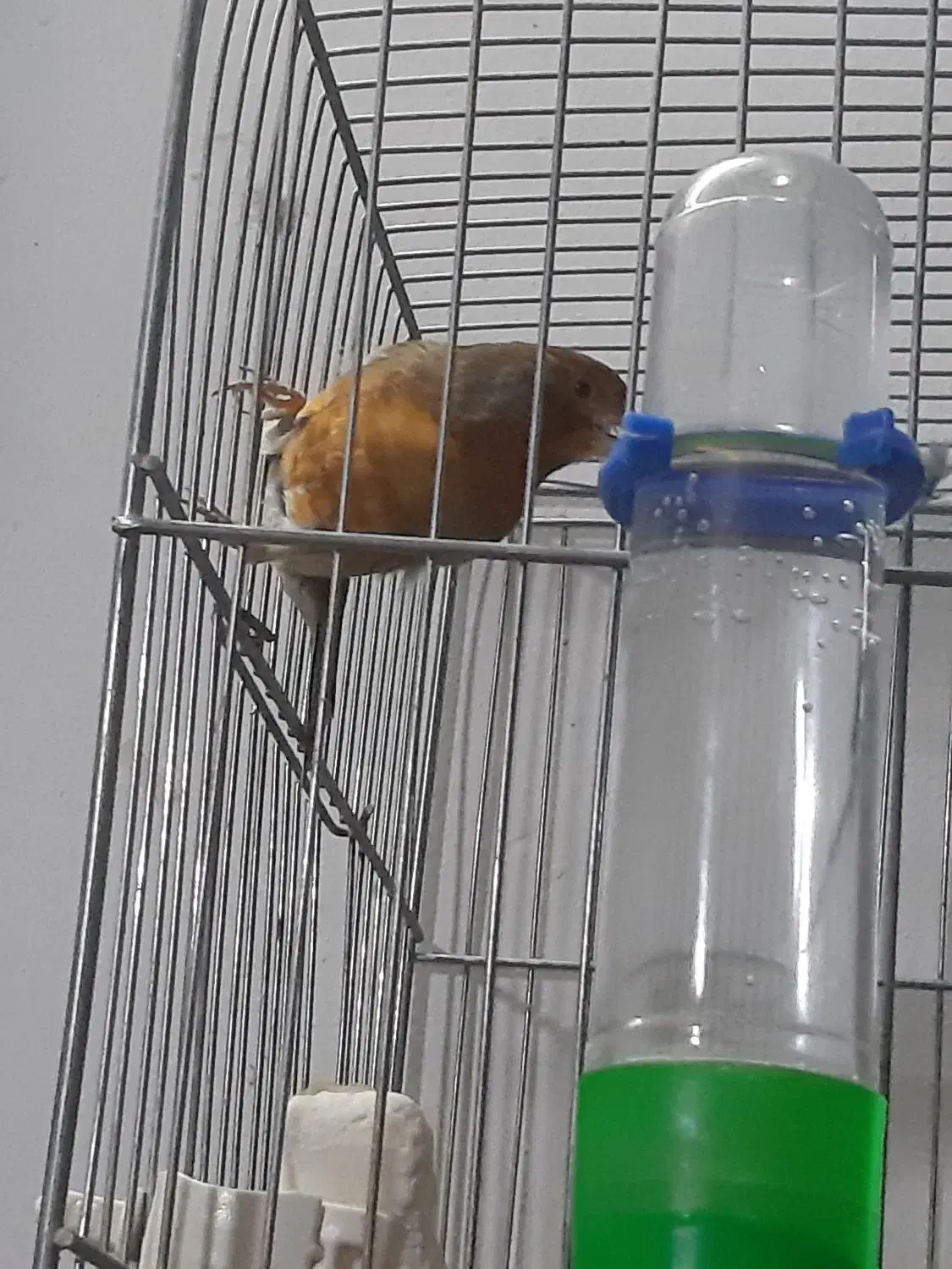 قناری نر توسرخ|پرنده|بروجرد, |دیوار