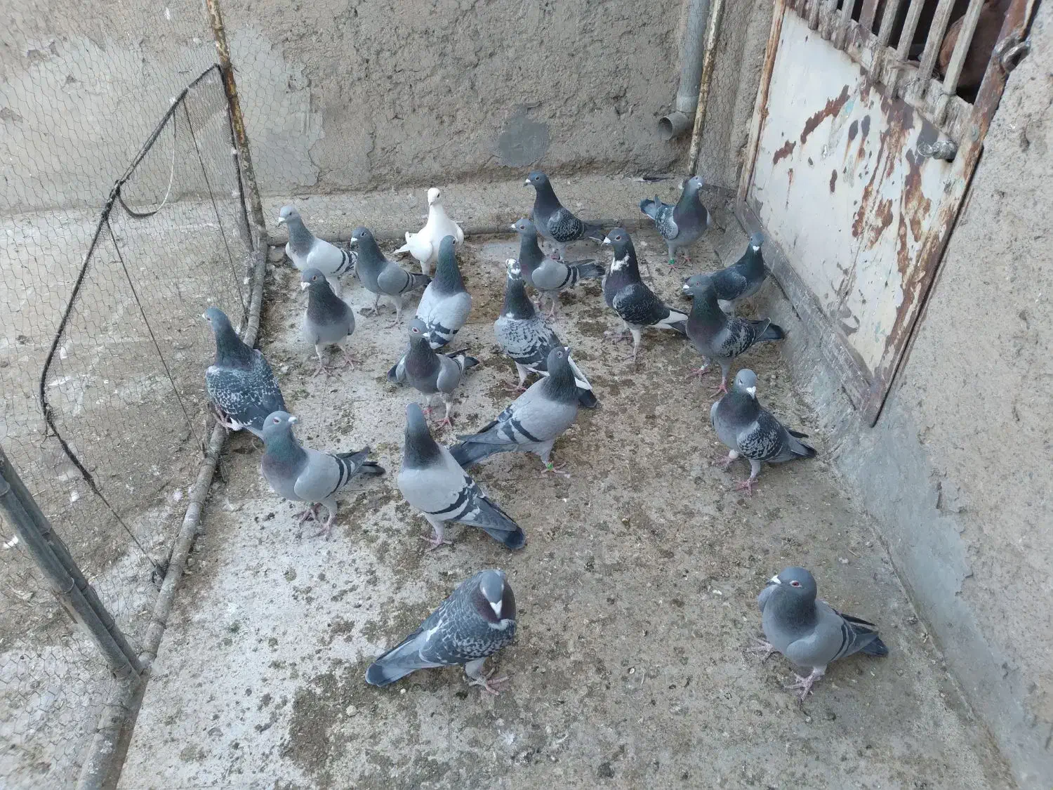 کفتر پلاکی ۱۰ جفت خیلی عالی|پرنده|قم, انسجام|دیوار