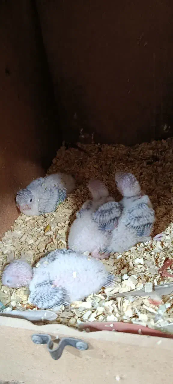 فروش جوجه گرینچیک سرلاکی|پرنده|بردسکن, |دیوار