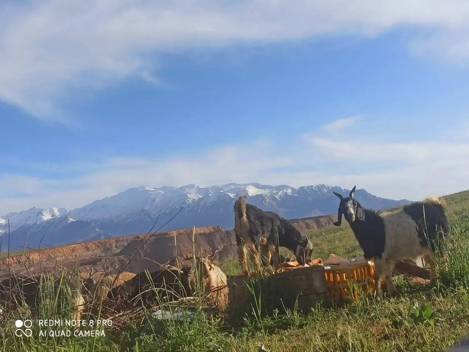 فروش کهر وبره|حیوانات مزرعه|جم, |دیوار