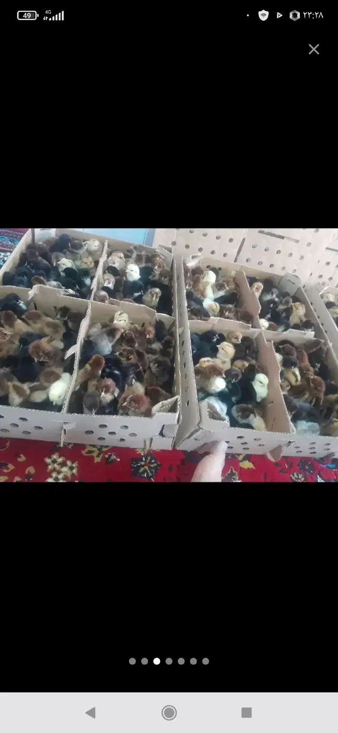 جوجه فروشی به قیمت عمده|حیوانات مزرعه|فین, |دیوار