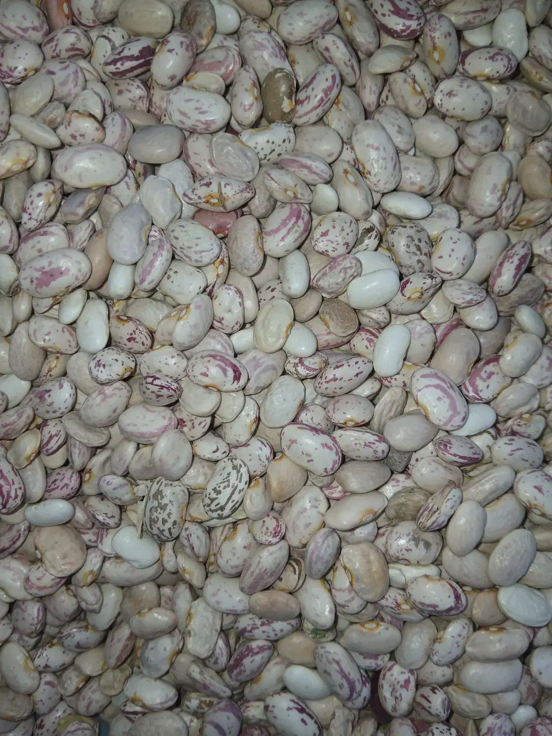 لوبیا چیتی|خوردنی و آشامیدنی|فلارد, |دیوار