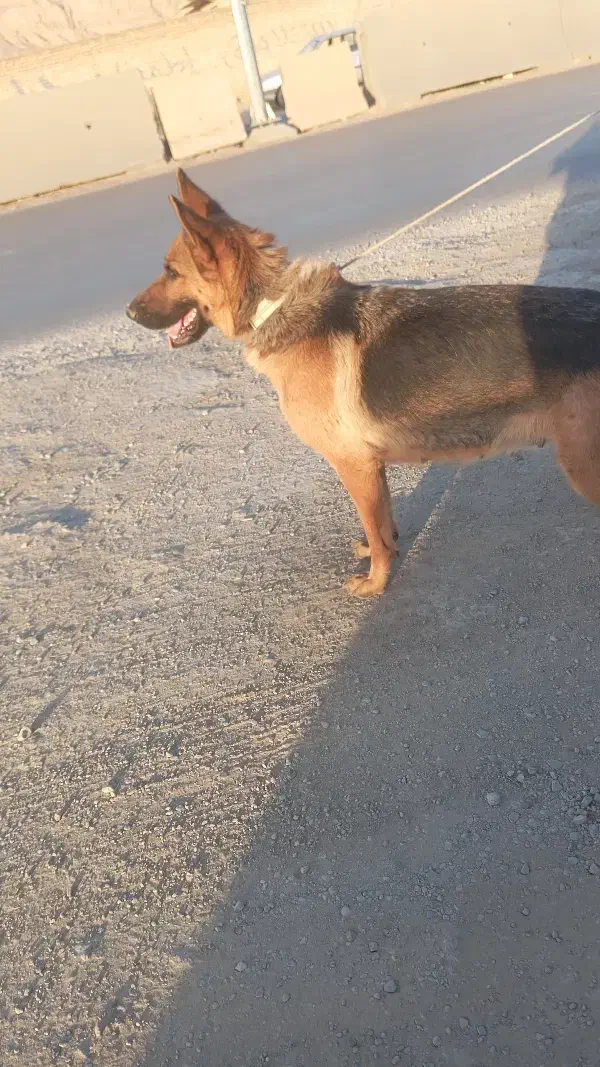 ژرمن|سگ|اصفهان, اشکاوند|دیوار