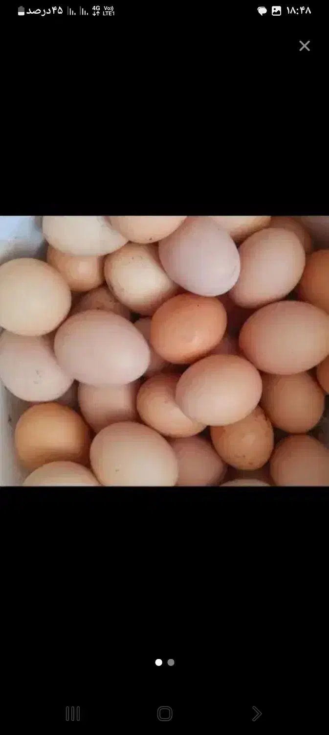 تخم مرغ خانگی|خوردنی و آشامیدنی|آبکوه, |دیوار