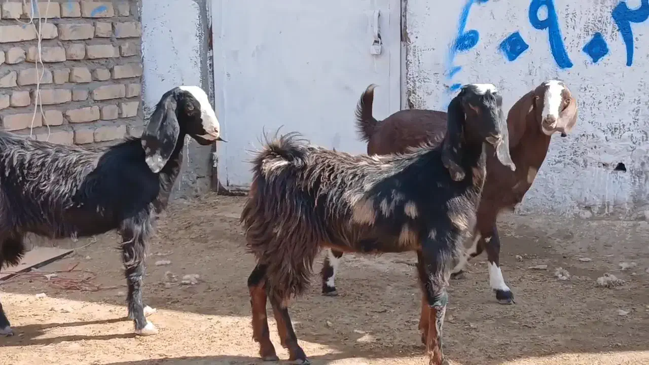 بزغاله ماده|حیوانات مزرعه|کاشمر, |دیوار