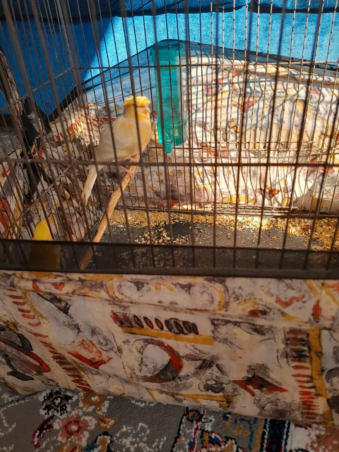 یک جفت قناری|پرنده|بجنورد, |دیوار